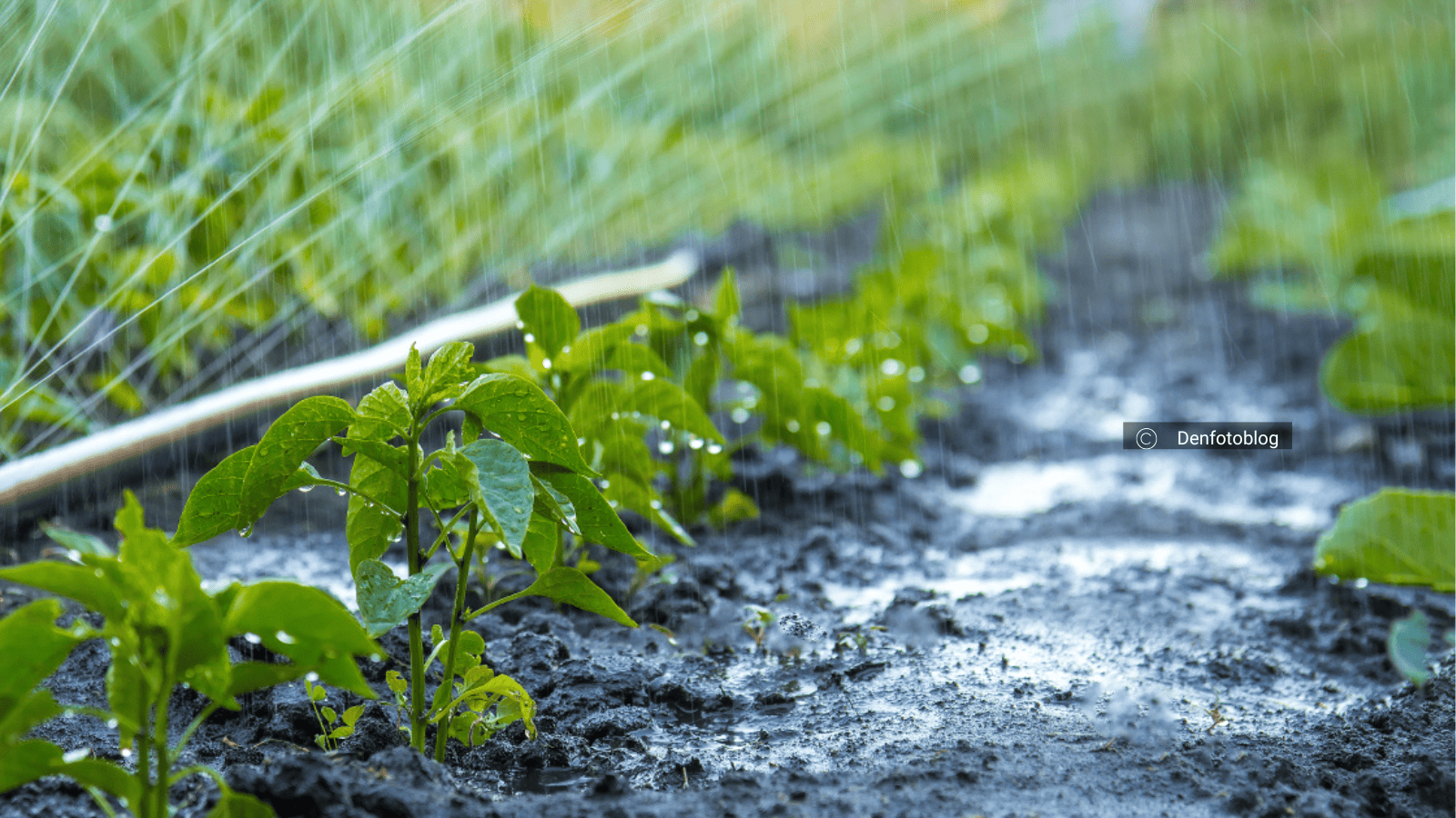 Image du LA CONSTRUCTION D'UNE POLITIQUE DE REUTILISATION DES EAUX USEES TRAITEES A USAGE AGRICOLE (thèse)